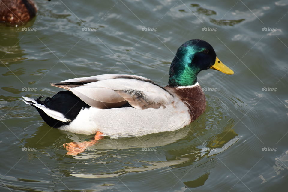duck swimming