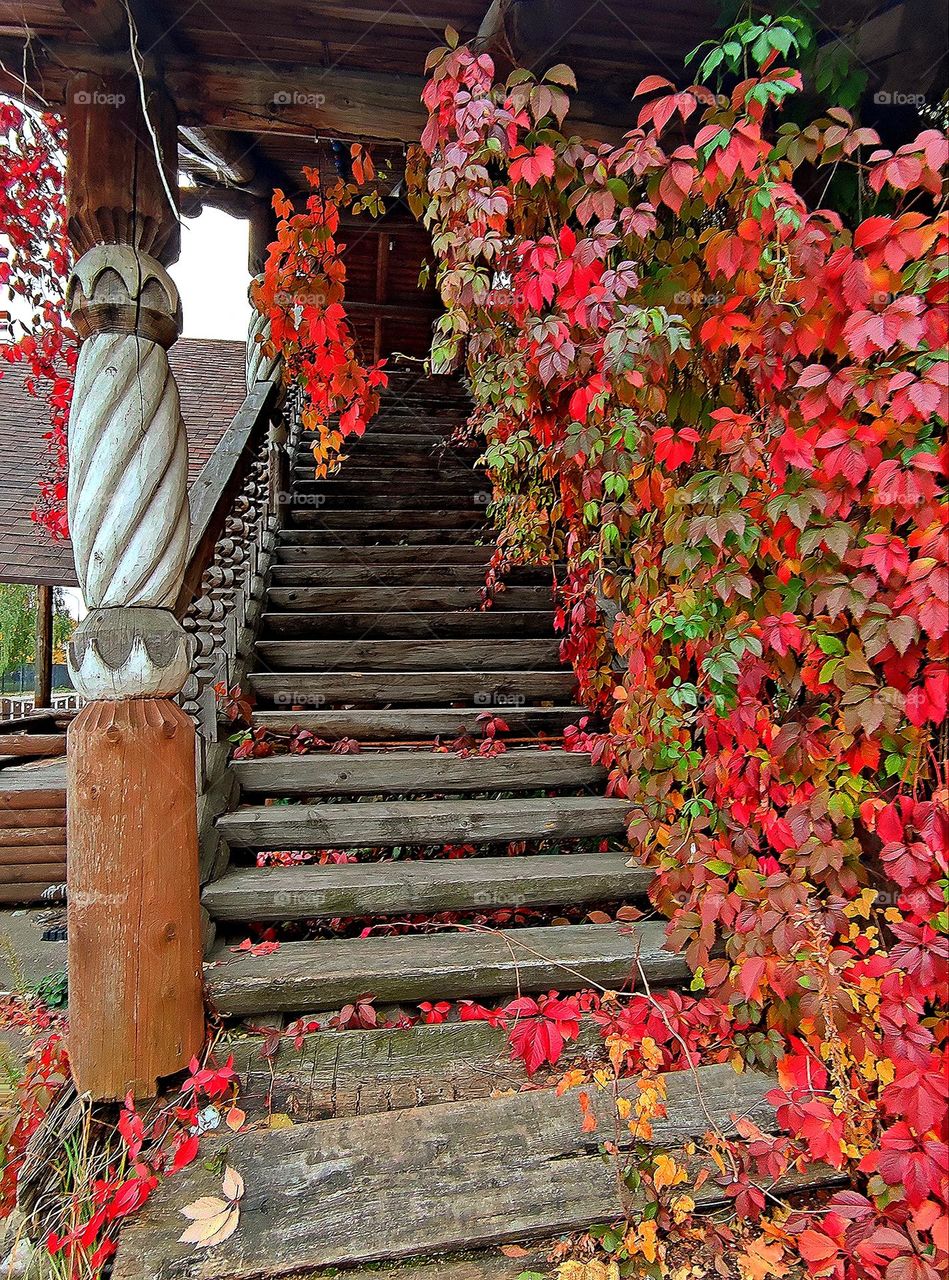 Plants.  The wooden staircase of the wooden house is covered with plush with leaves of red, green and yellow colors.  Red ivy carpet