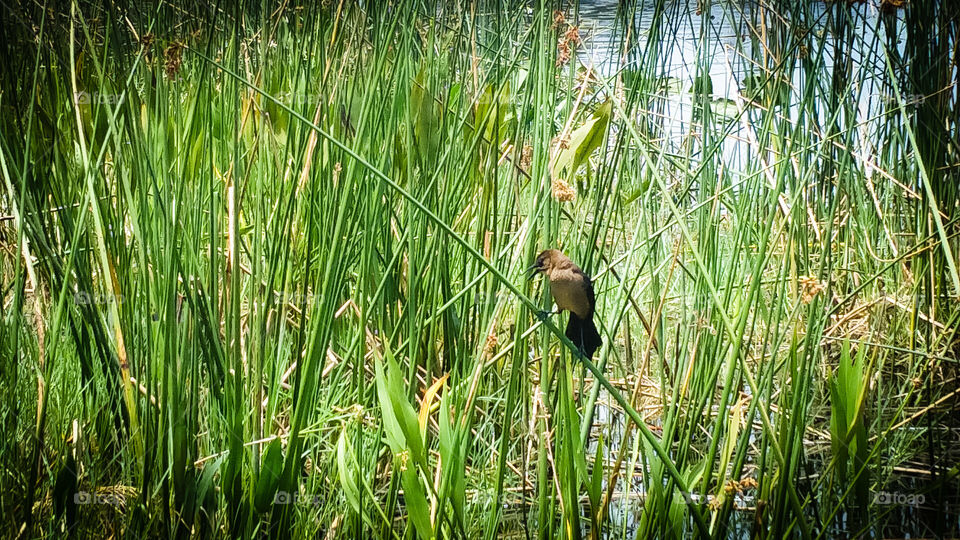 female red-winged blackbird atop a carrail in the marsh.