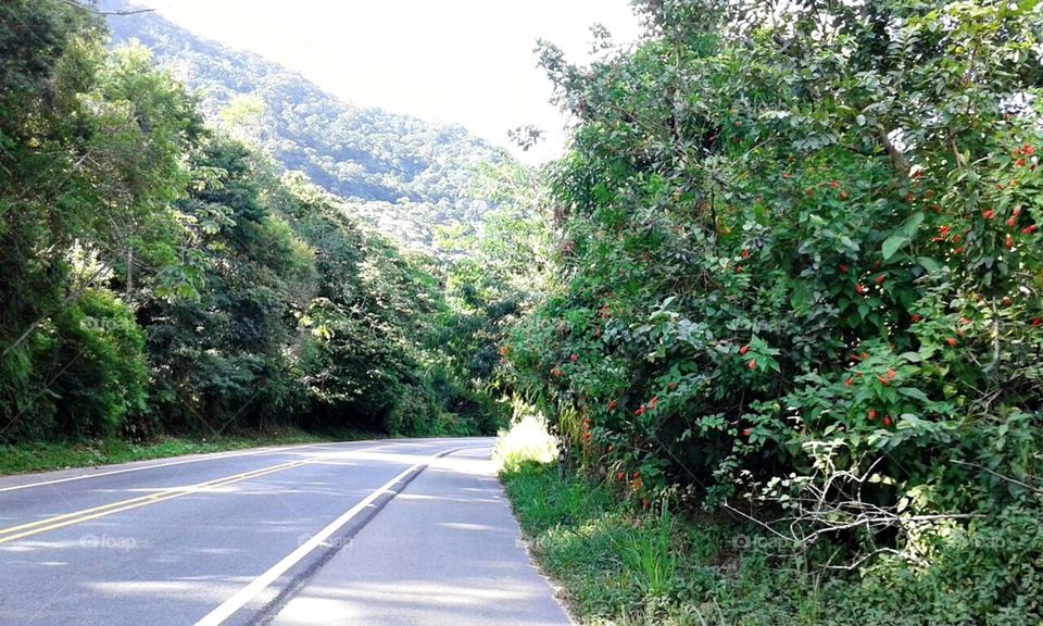 Estrada, asfalto, rodovia, paisagem com muitas árvores