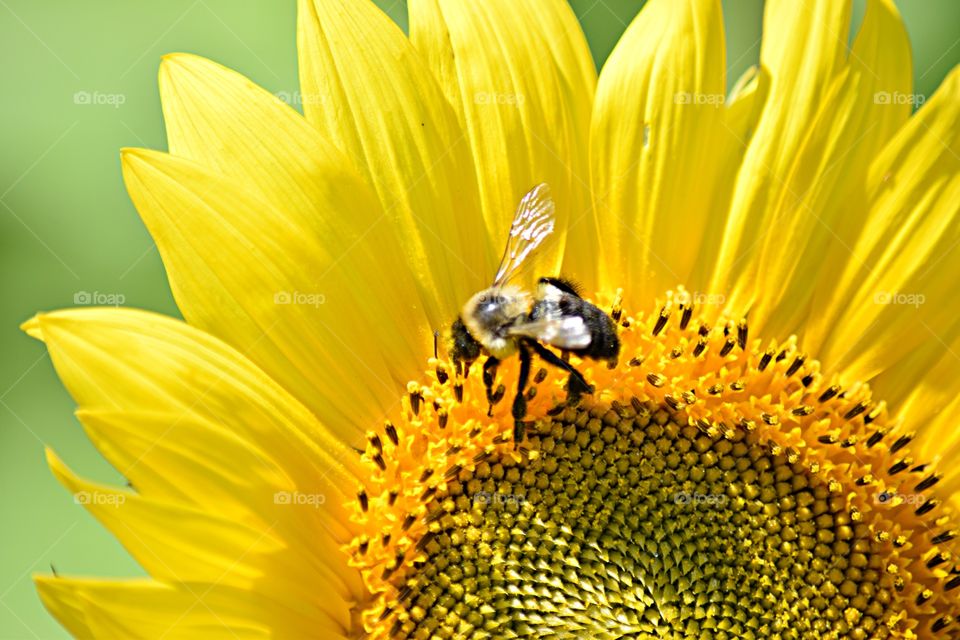 Close up of a bee on a sunflower.