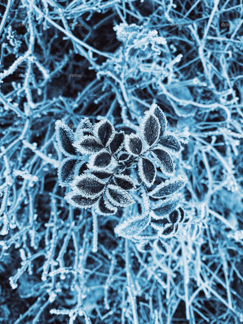 Frozen leafs 