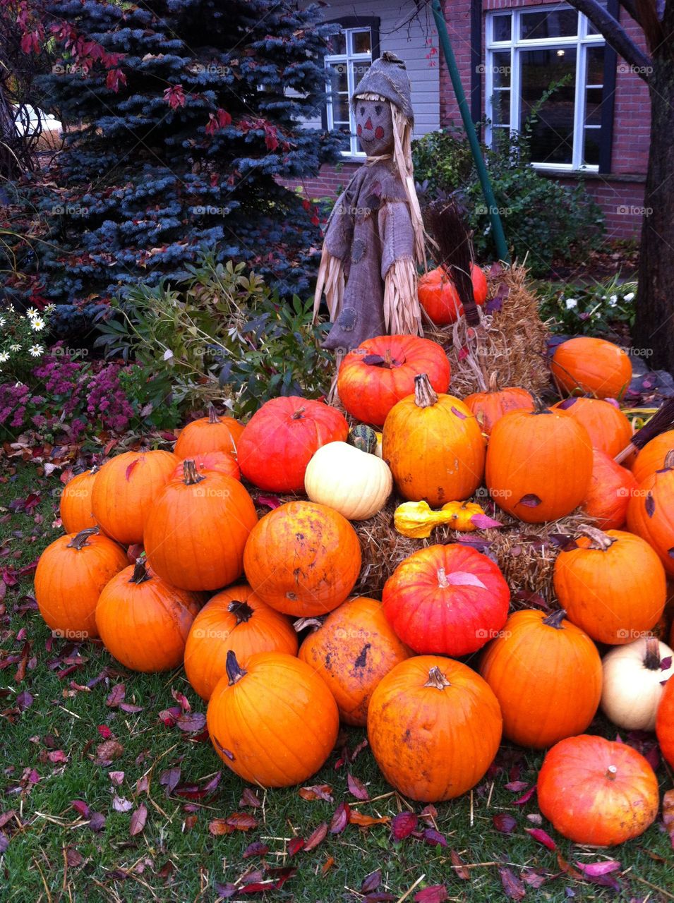 Scarecrow watching pumpkins 