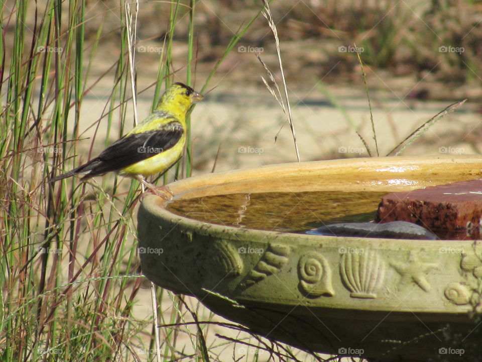 Bird, No Person, Wildlife, Outdoors, Nature
