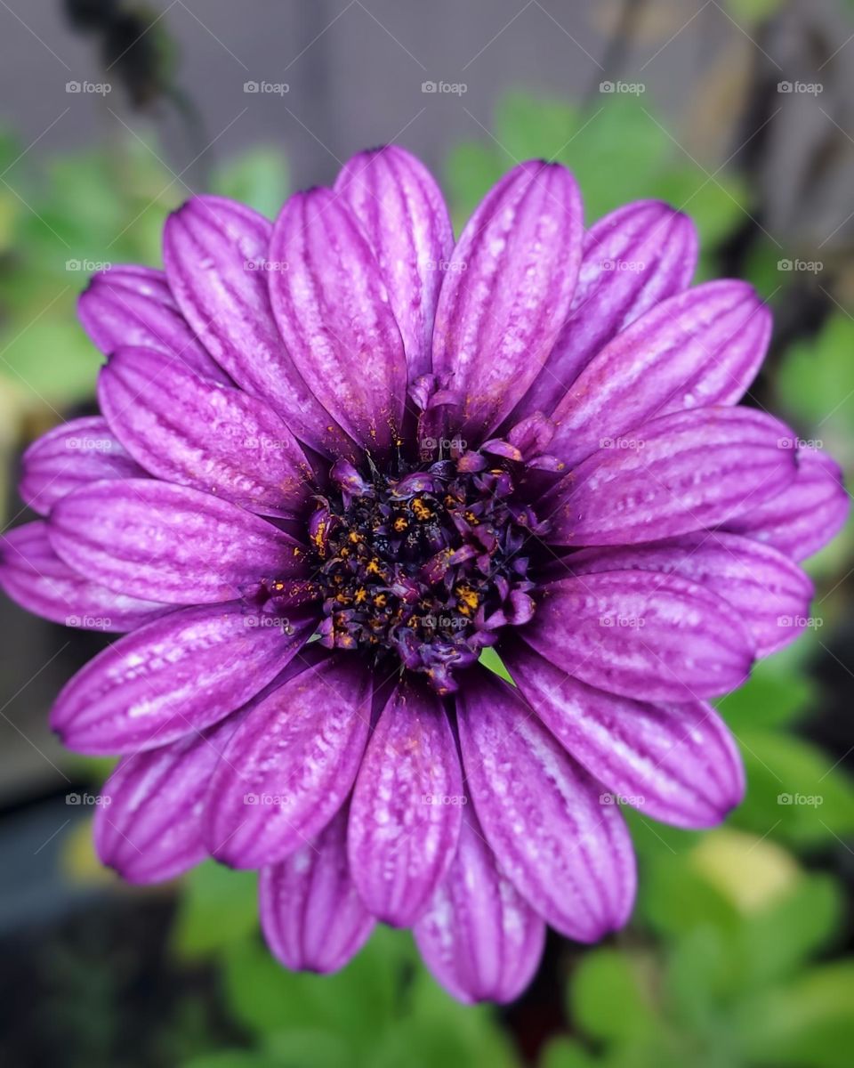 Purple daisy 💜💜