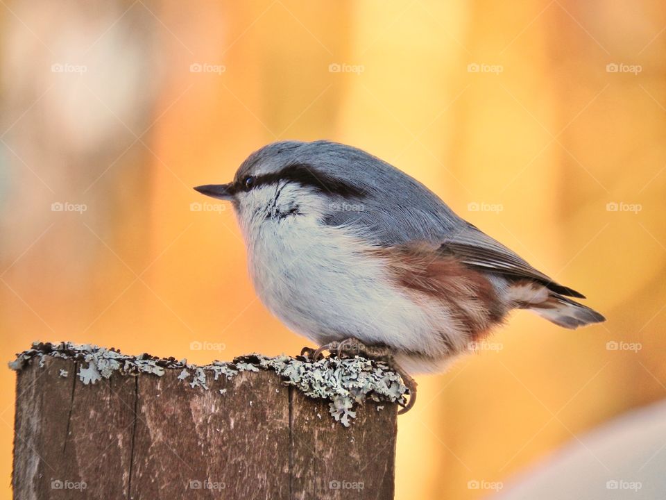 Nuthatch