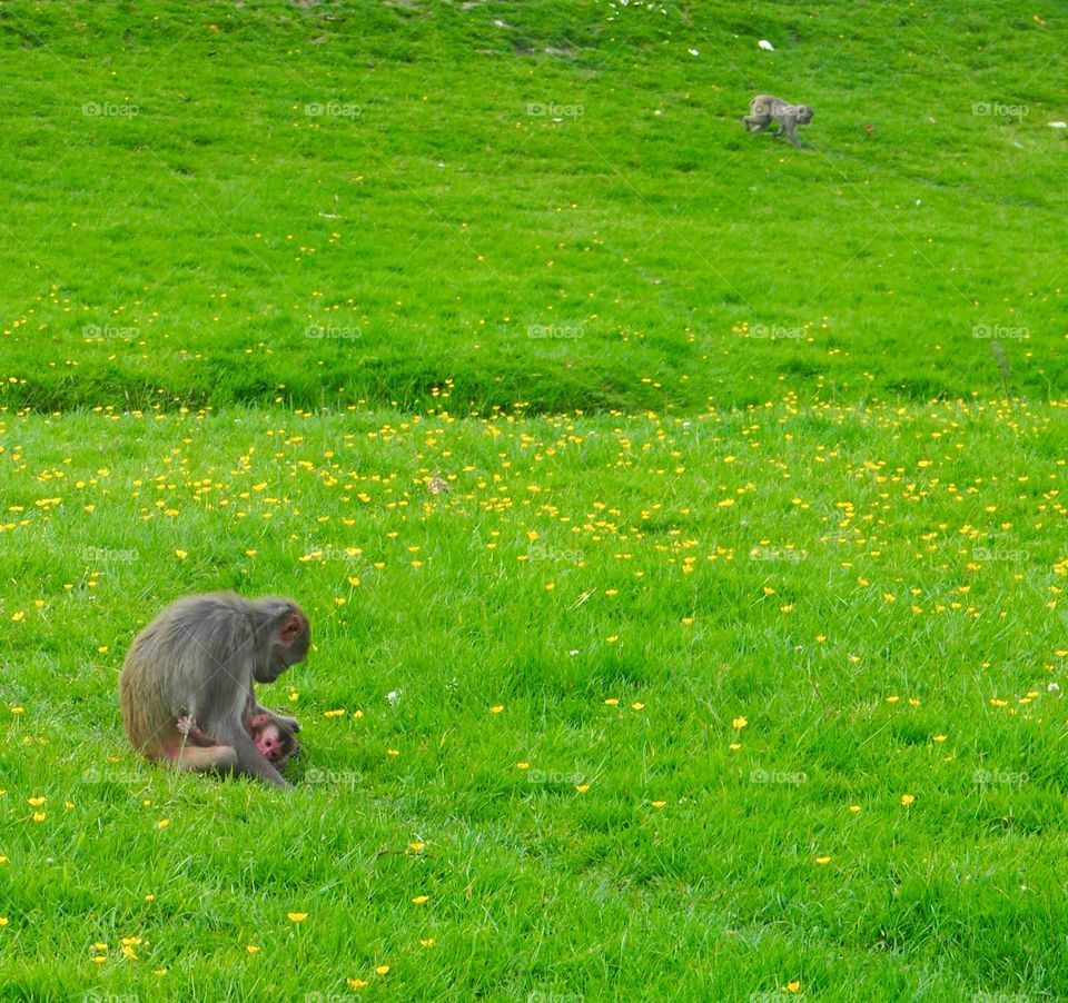 Mummy and new born baby monkey on safari