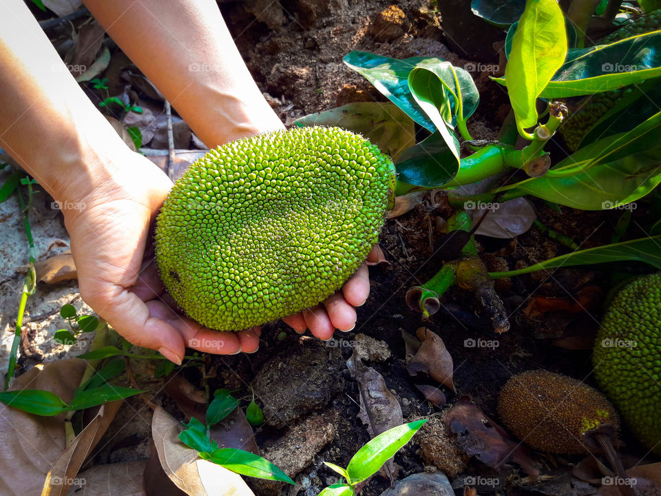 Woman hand holding jackfruit