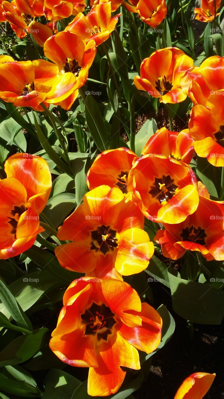tulips. flower power. love. nature. spring
 sun bright.