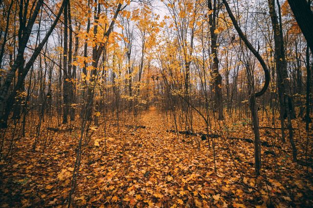 Golden Autumn