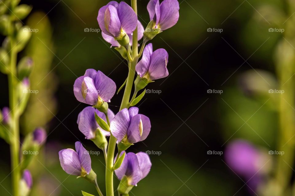 Blue Wild Indigo (Baptisia australis). Raleigh, North Carolina. 