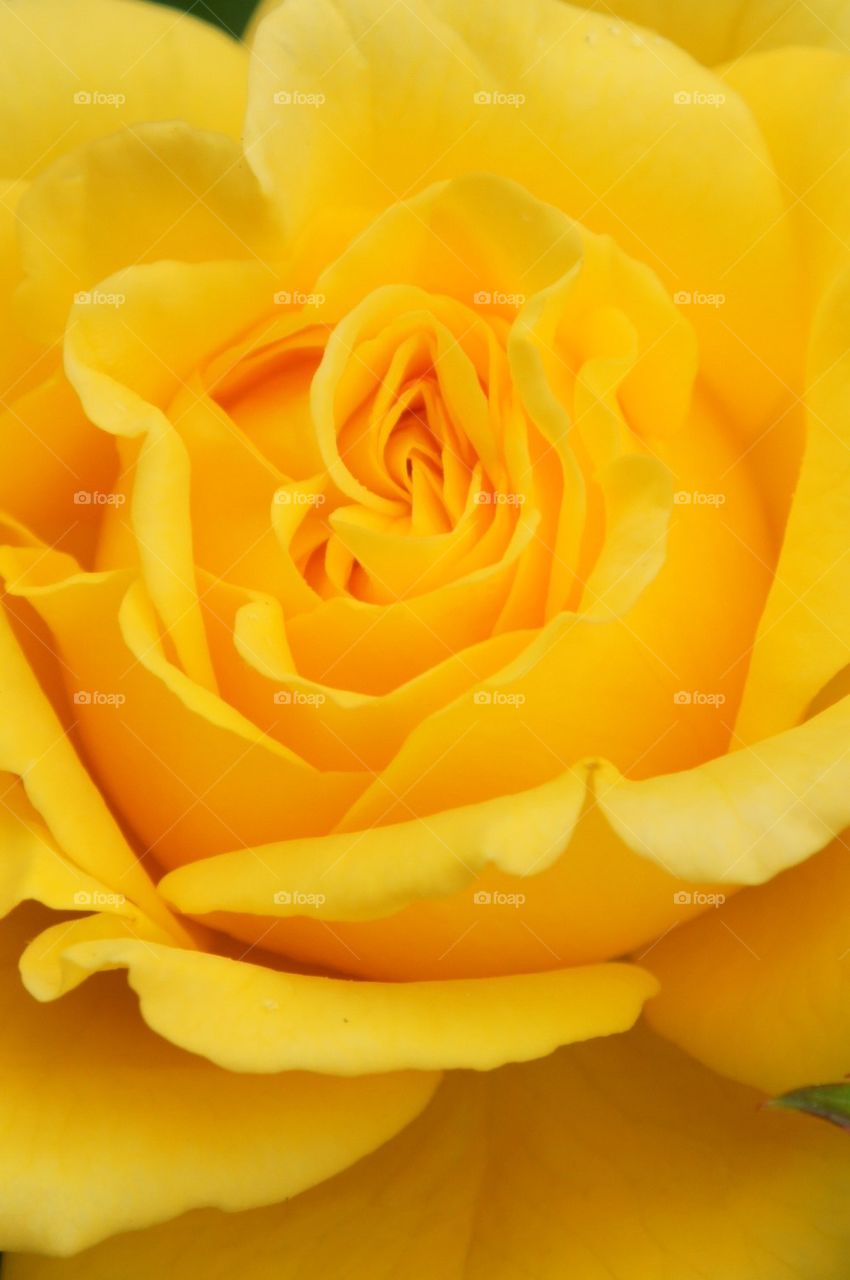 Yellow rose close up