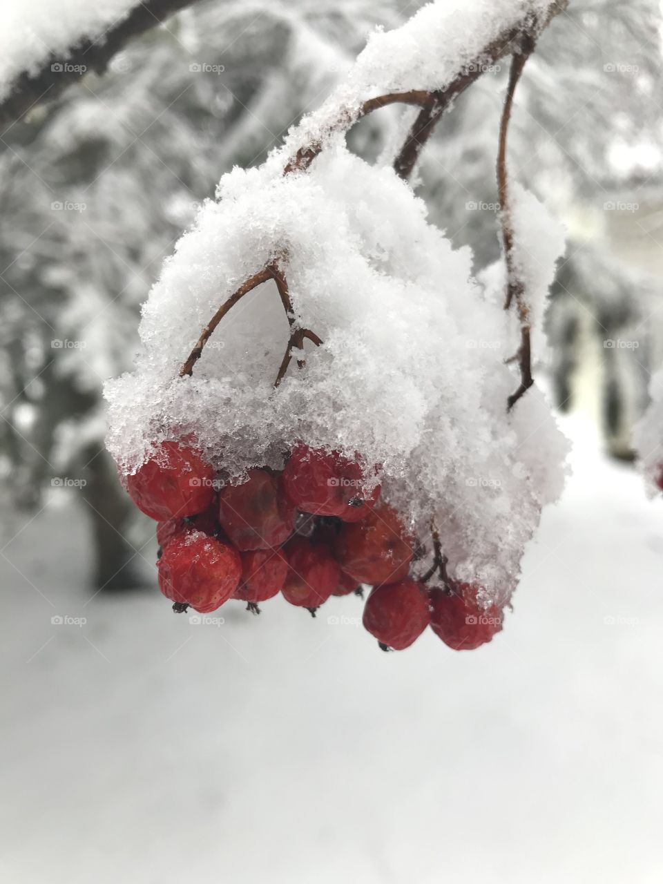 Pretty berries in the Wisconsin snow 