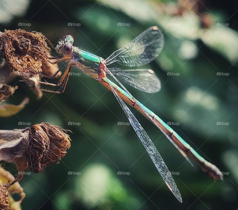 When you look at the beauty of a dragonfly is as if you step into a fairytale book