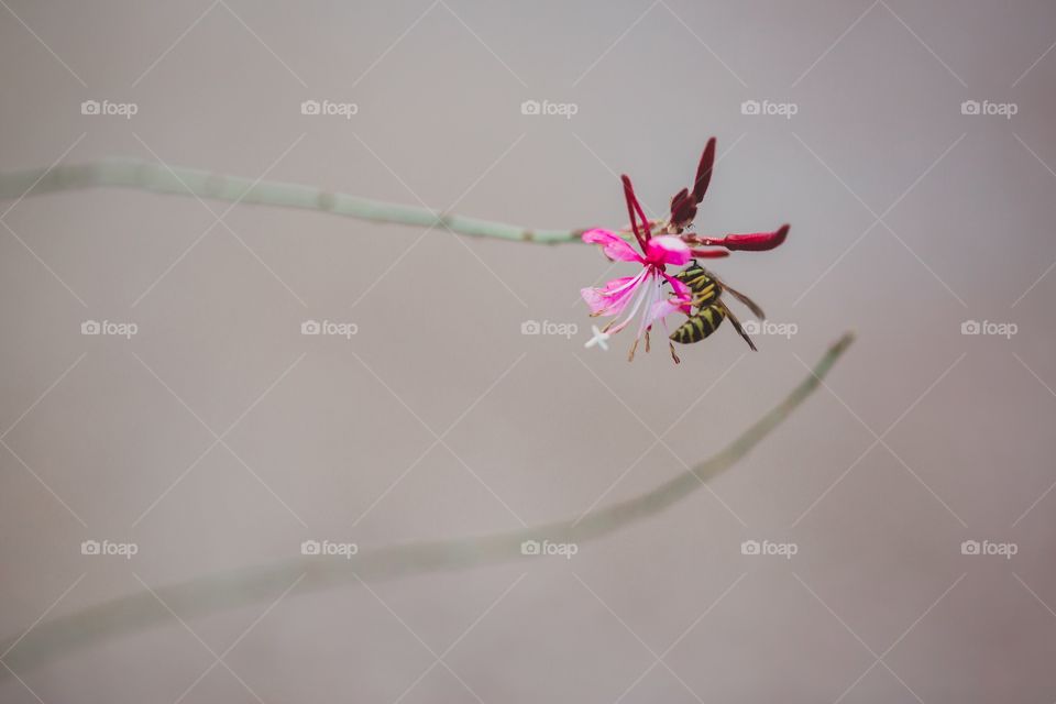 Bee on flower 