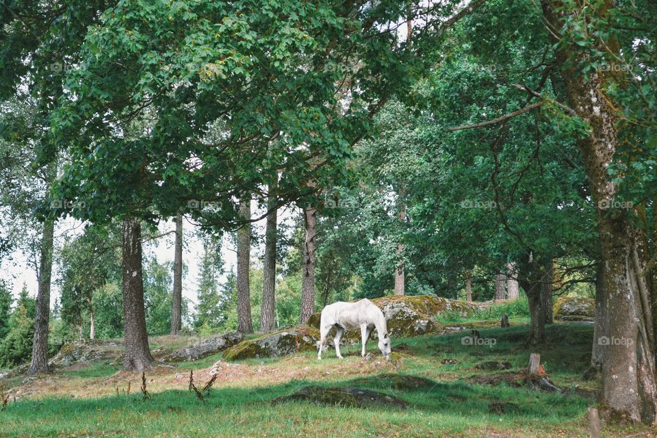 Beautiful white horse and nature