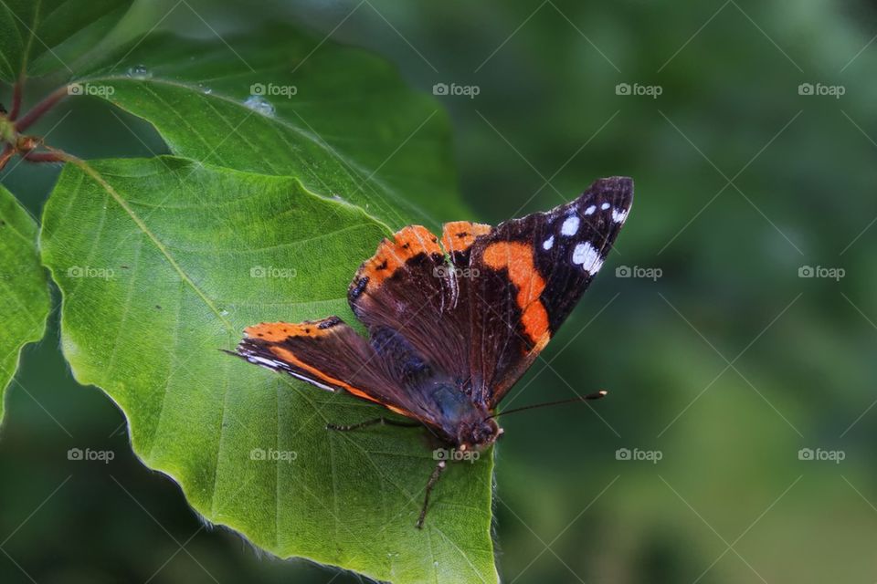 Butterfly close up