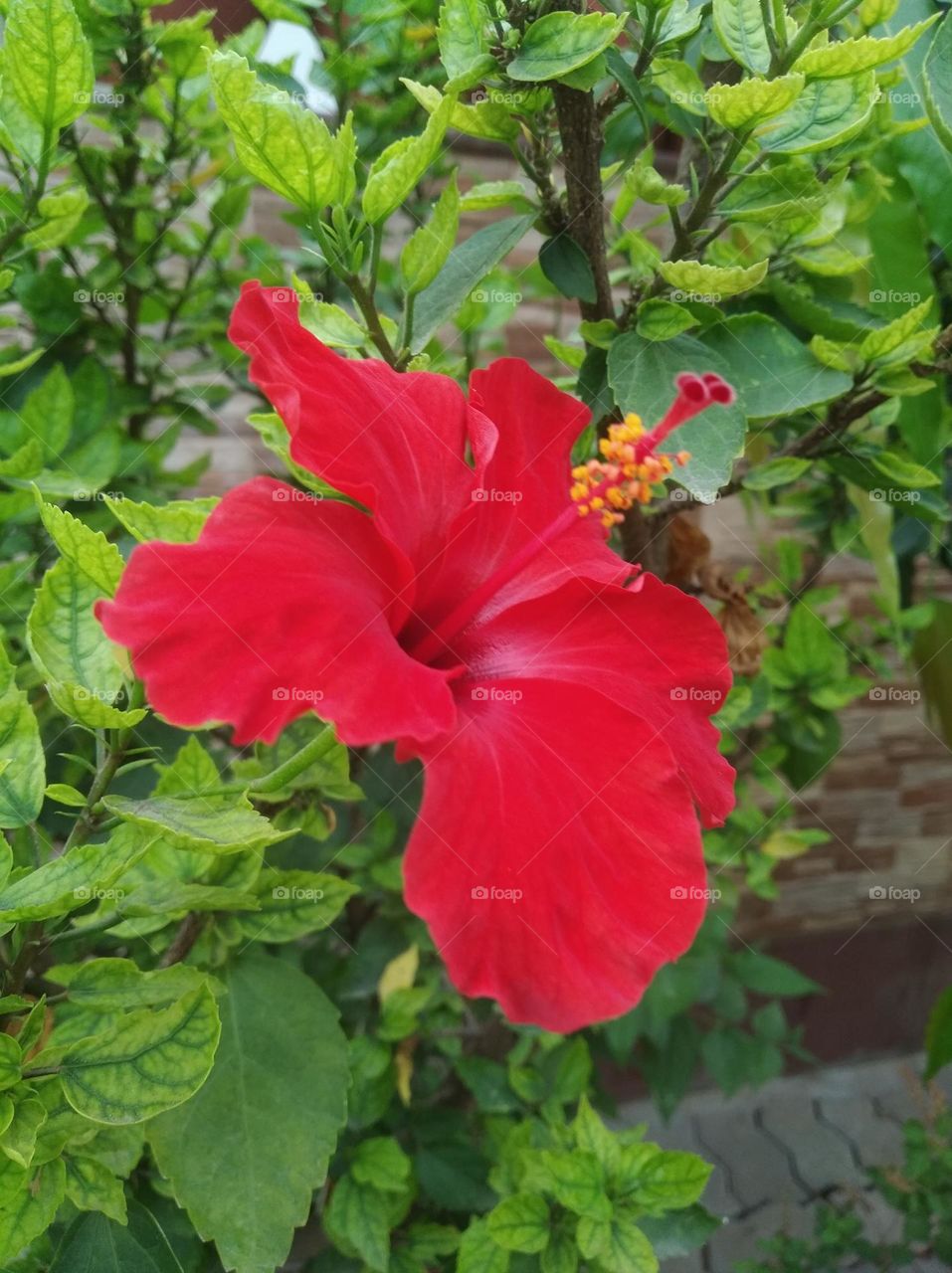 pink flower seasonal fresh shurb small size looks very beautiful generally found everywhere