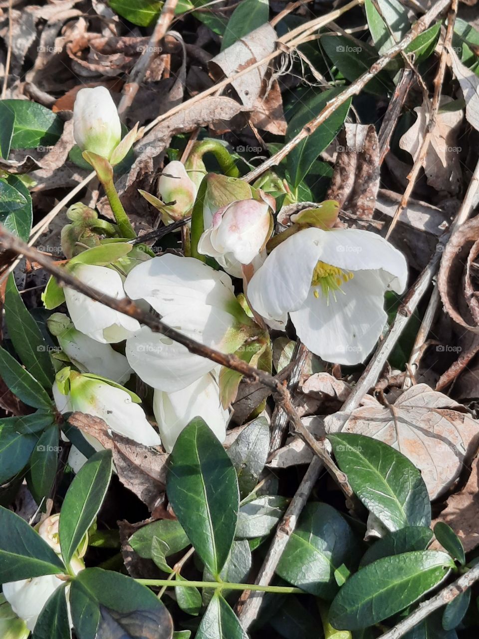 budding flowers of white helleborus  on sunny day