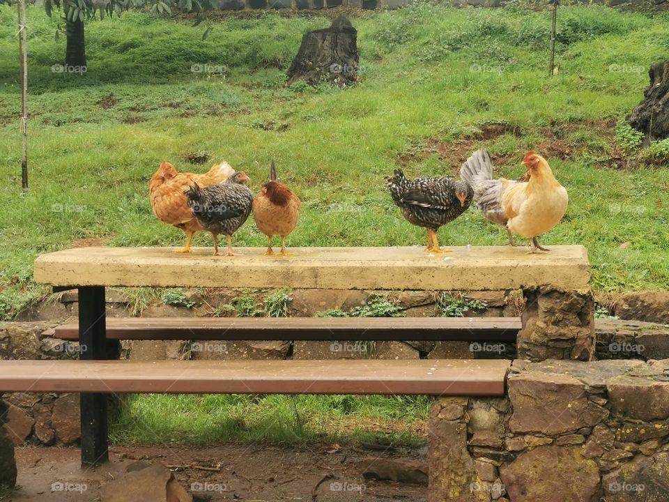 gallos y gallinas encima de una mesa sueltas en la naturaleza