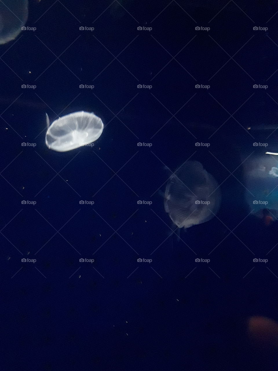 jellyfish Aquarium