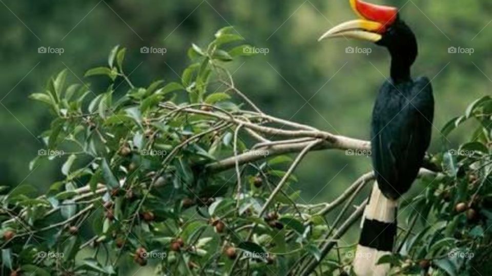 endemic birds from Borneo