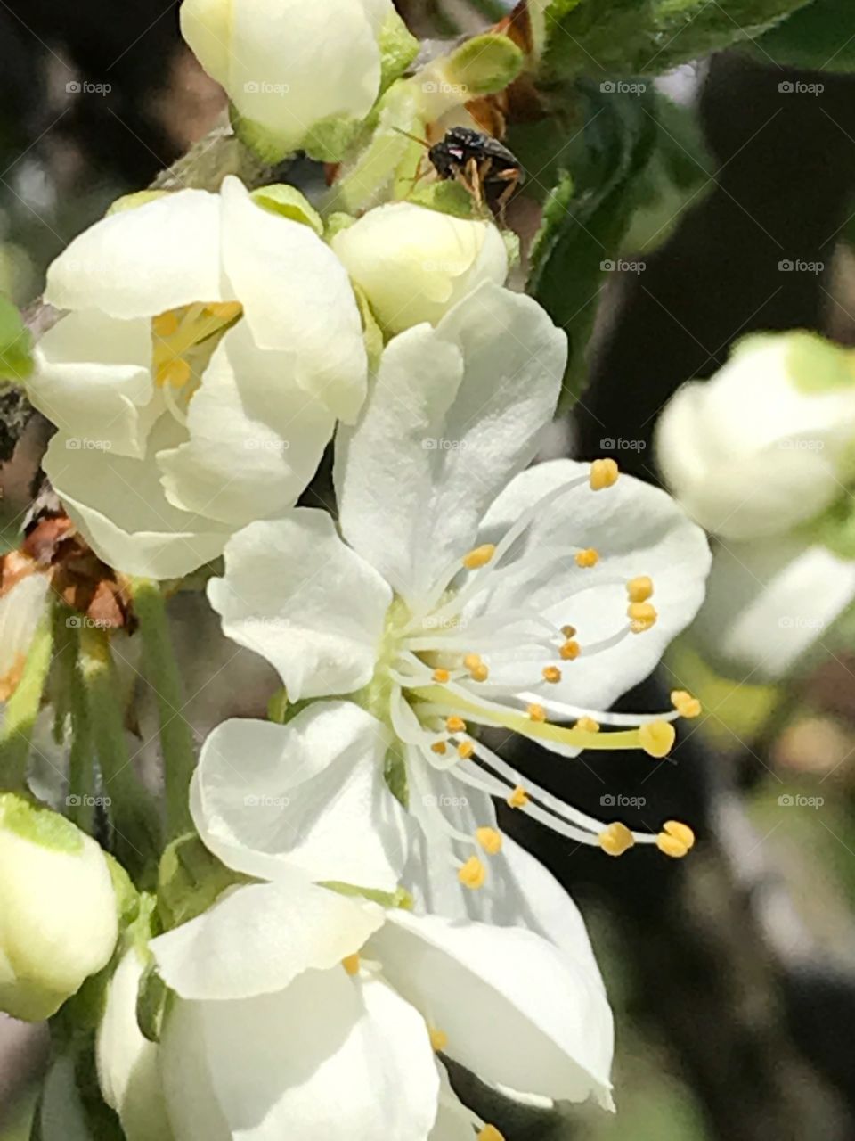 Nature, No Person, Flower, Leaf, Flora