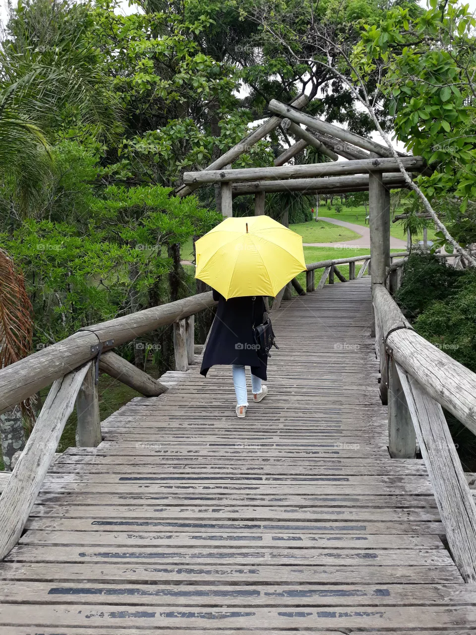 umbrella