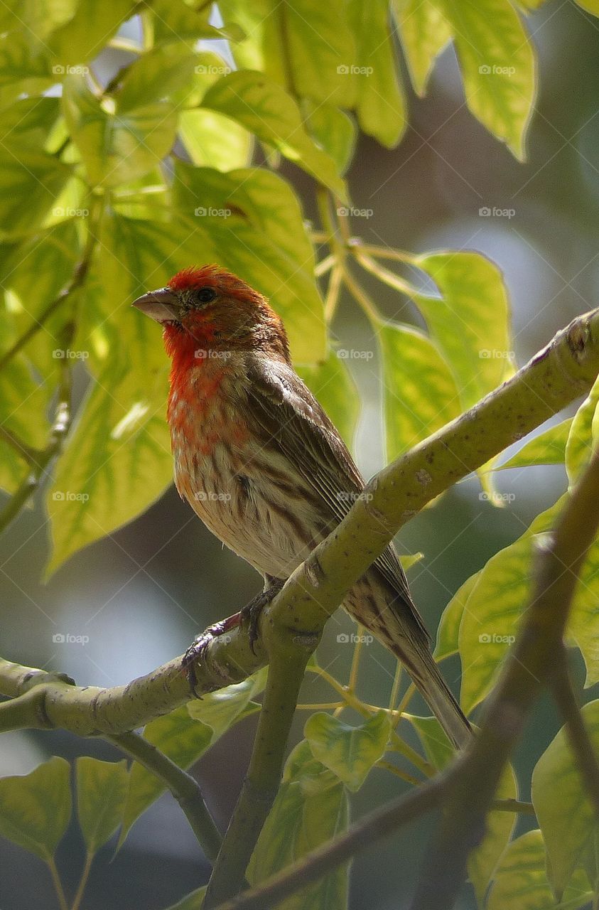 Finch on branch