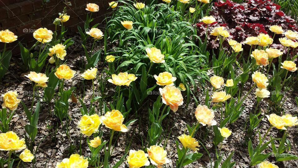 Nature, Flower, Garden, Flora, Floral