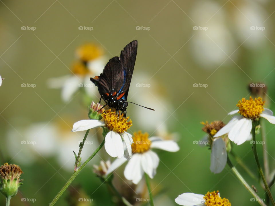 Great Purple hairstreak