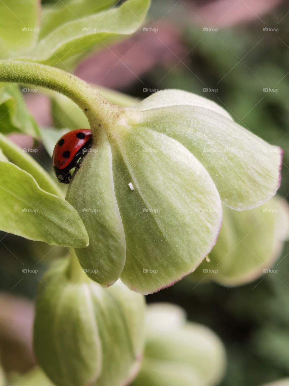 ladybug on plant