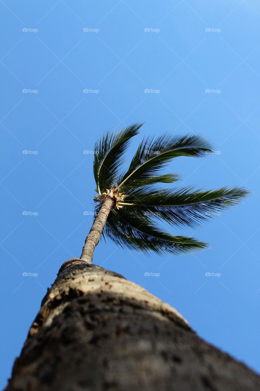 Palm