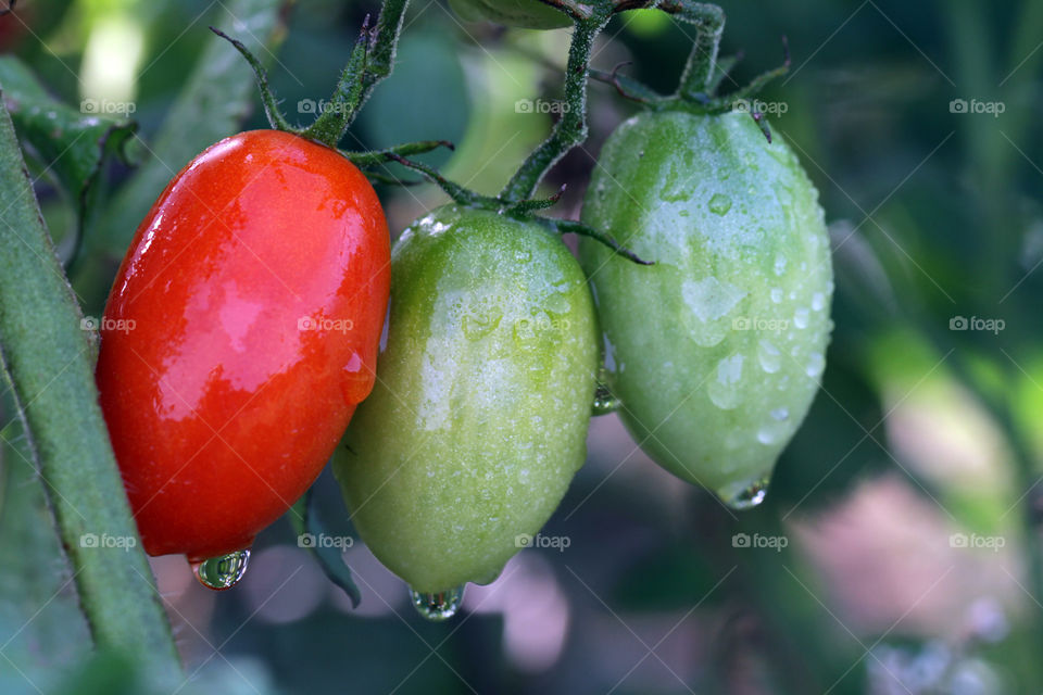 Fresh tomatoes 