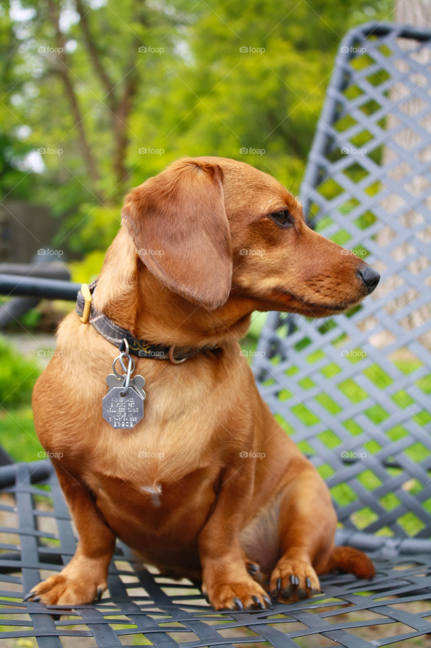 Dachshund in the backyard