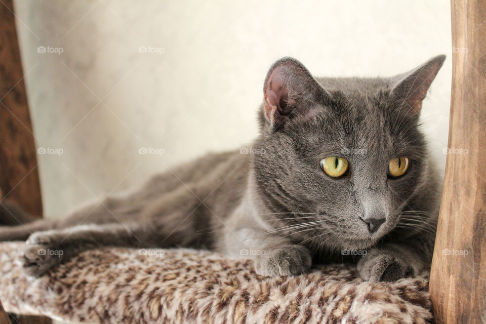 lazy Russian blue cat