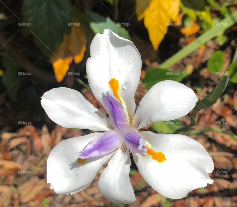 Close up of an African lily