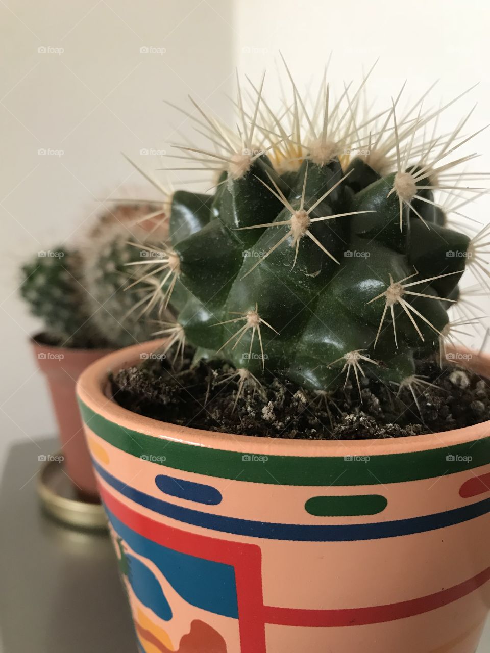 Cactus