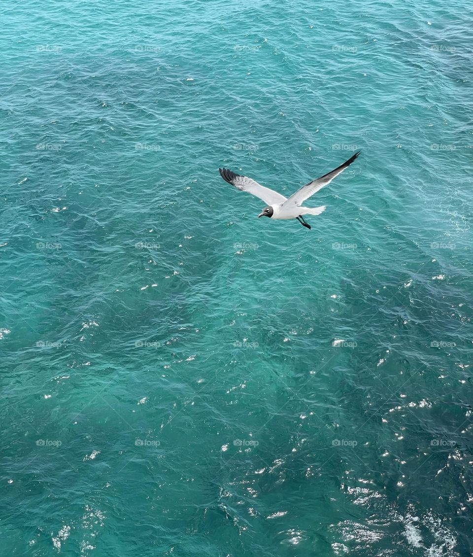 Sea gull flying over Caribbean ocean