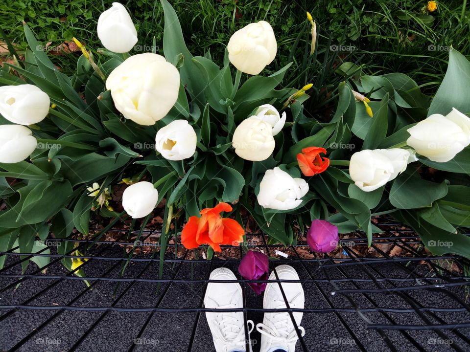 Beautiful tulips blossoms with white shoes outside the fence. White flowers with mixture of other color.