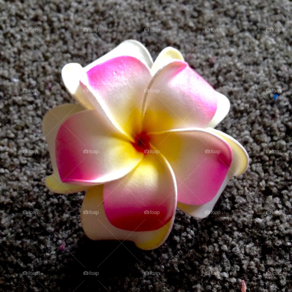 Pink Color Pink

Published by:
HappyBrownMonkey 