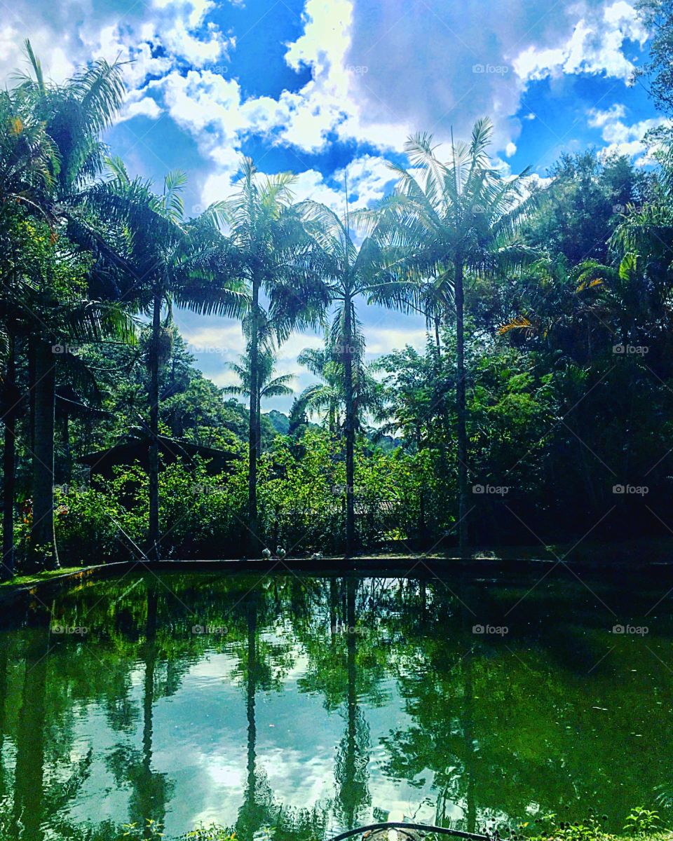 🇺🇸 A water mirror formed in the lake by the trees of Serra do Japi. Did you like the reflection of the palm trees? / 🇧🇷 Um espelho d’água formado no lago pelas árvores da Serra do Japi. Gostaram do reflexo das Palmeiras?