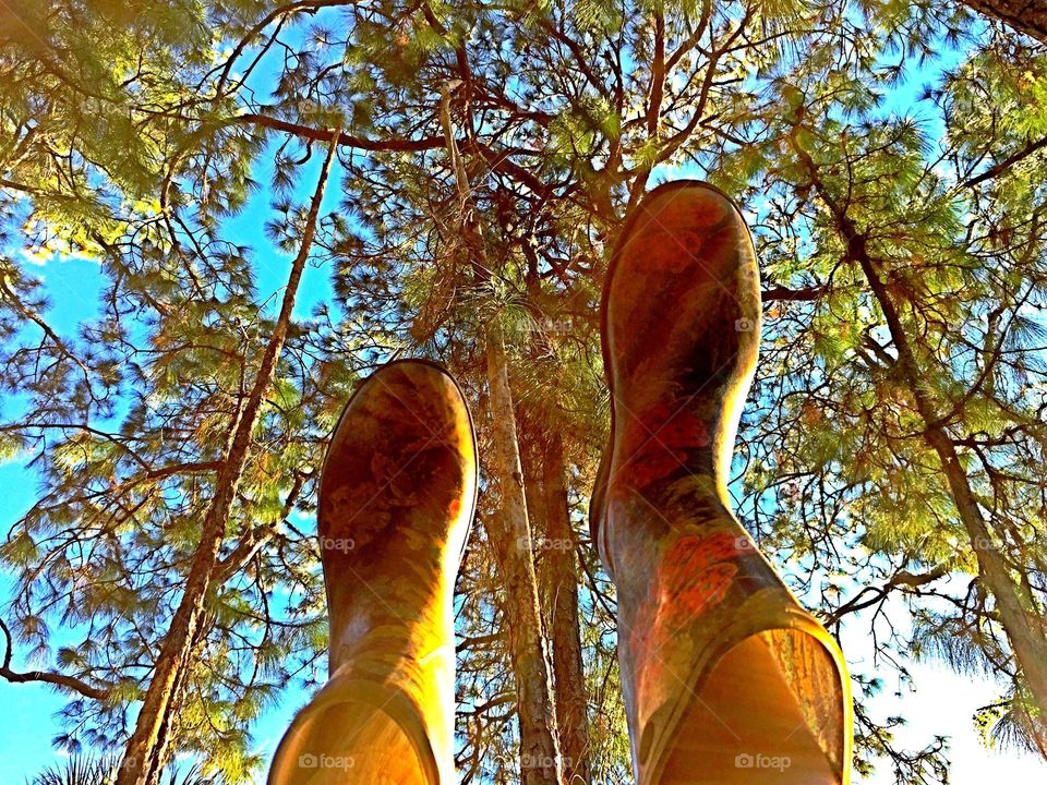 Boots skyward. Boots skyward looking up through the canopy of the trees.