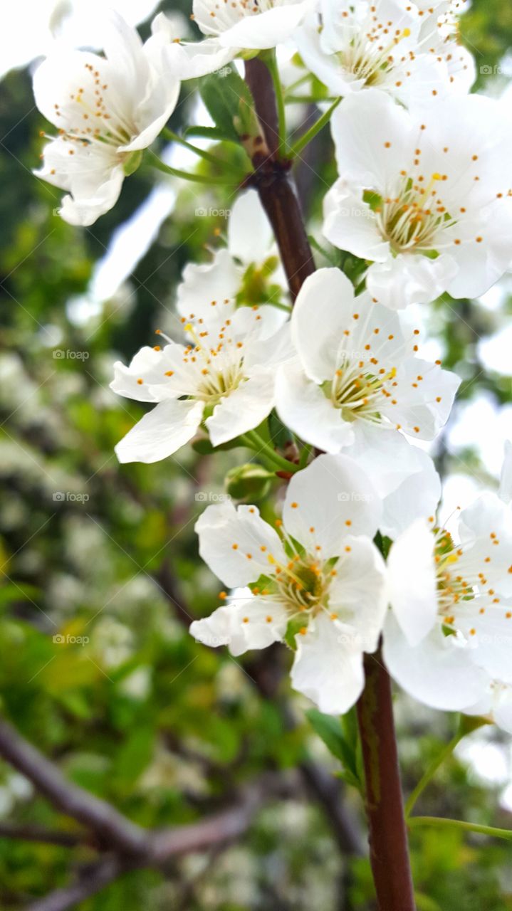 apple blossom white