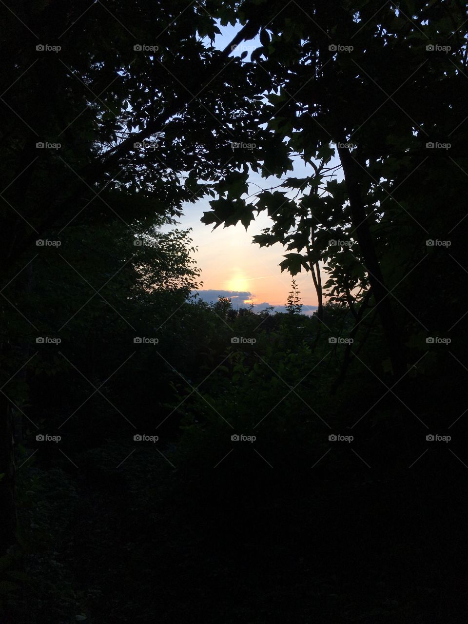 Sunset through the trees in Connecticut 