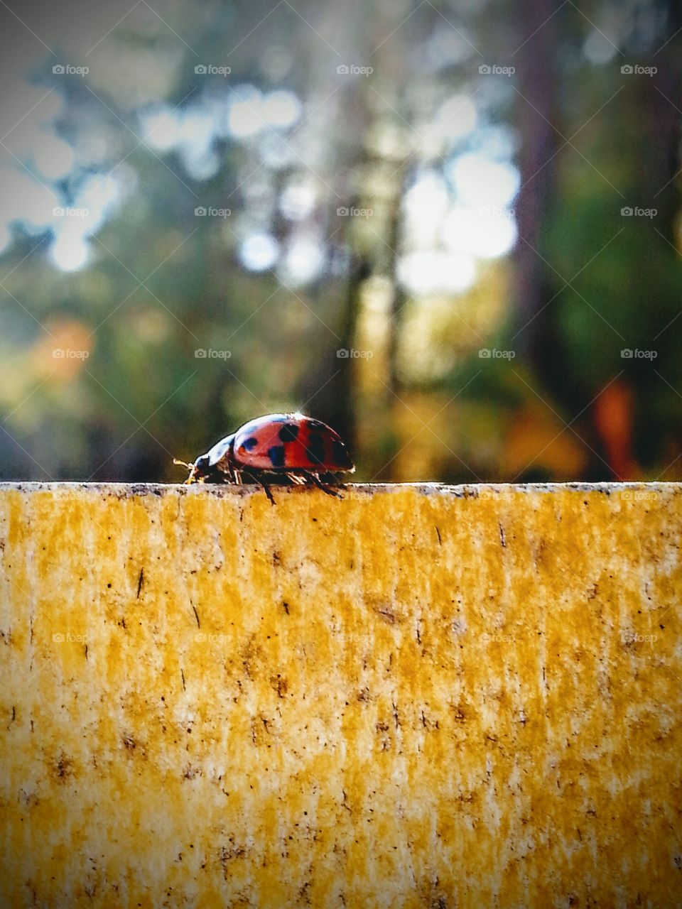 Ladybug Traveling