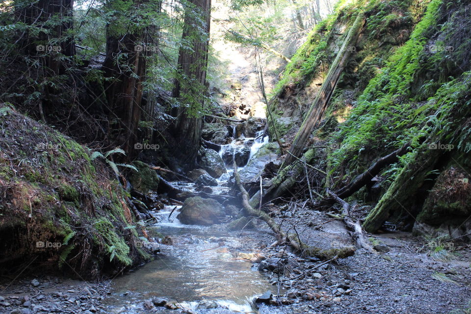 Armstrong Redwoods National Forest 