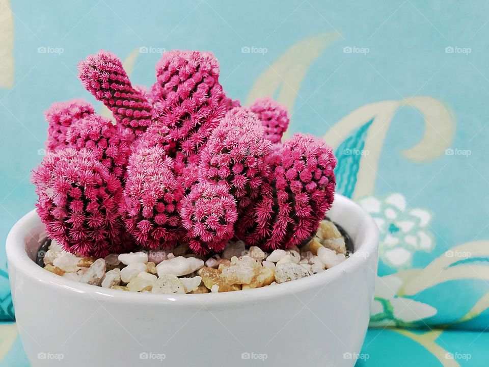 Close-up of pink cactus in pot