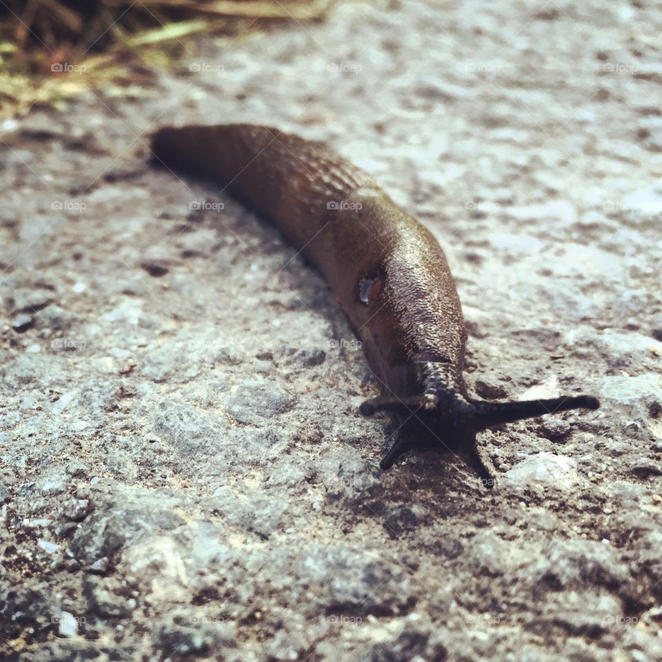 Close-up of slug on rock