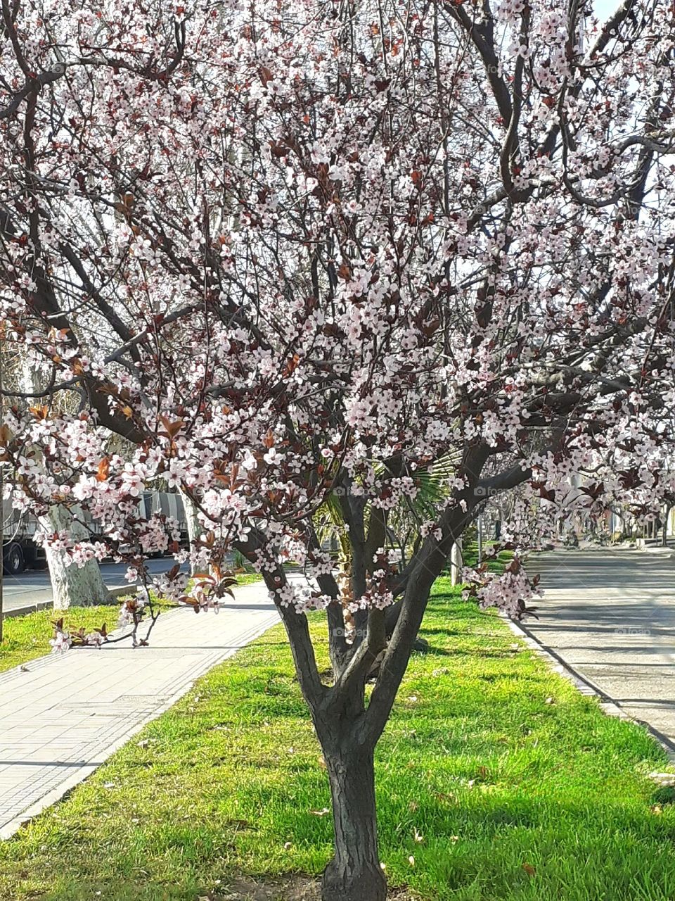 árbol en primavera